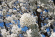 Kirschblüte im Mai Kirschblüte im Mai