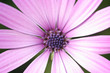 Blume1