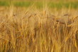 Photo: Kornfeld Kornfeld
