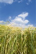 Agriculture close up of a wheat  in field with beautiful sky