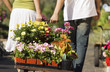 Young couple pulling cart with potted flowers in garden centre, rear view, low section