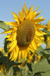 Sonnenblume in einem Sonnenblumenfeld