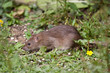 Wild Brown Rat Wild Brown Rat