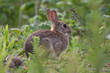 Wild Rabbit in the English countryside Wild Rabbit in the English countryside