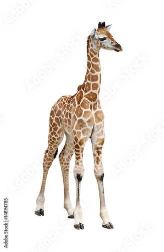 Photo: Giraffe calf on white Giraffe calf on white