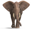 huge elephant