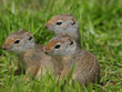 baby prairie dogs