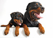 rottweiler et son chiot rottweiler et son chiot