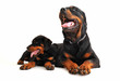 rottweiler et son chiot rottweiler et son chiot