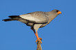 Pale Chanting goshawk (Melierax canorus), South Africa
