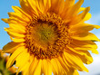 Photo: sun flower 6 sun flower 6