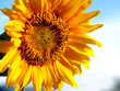 Photo: sun flower 4 sun flower 4