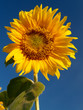 Photo: sun flower 3 sun flower 3