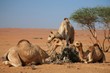 Dromeda Oman