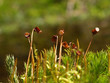 anophyte macro shot