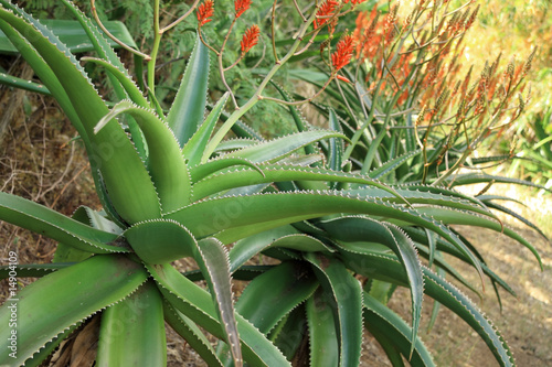 Photo: aloe vera fleuri aloe vera fleuri
