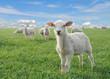 cute little lambs cute little lambs