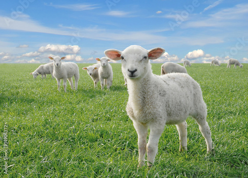 Foto: cute little lambs cute little lambs