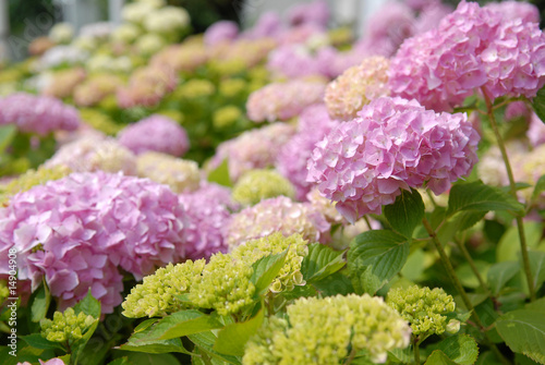 hydrangea flowers 2 hydrangea flowers 2
