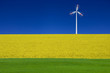 Rapsfeld