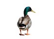 Mallard isolated