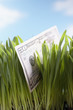 Photo: Fifty-dollar bill in grass, close-up Fifty-dollar bill in grass, close-up