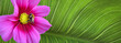 Bourdon dans le Cosmos (fleur) Bourdon dans le Cosmos (fleur)