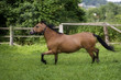 Ponystute
