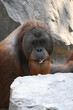 9615 - Orang Utan