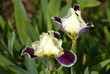 Iris bicolore Iris bicolore