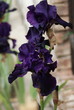 Iris Iris