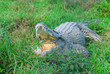 crocodile