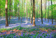 bluebell hyacinths in hallerbos belgium