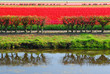 tulipfields in keukenhof holland