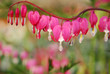 bleeding heart flower  in keukenhof holland