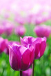 purple tulips in keukenhof holland