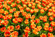 tulip background in keukenhof holland