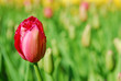 red tulip in keukenhof holland