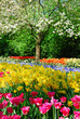springflowers in keukenhof holland