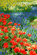 springflowers in keukenhof holland