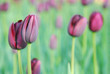 tulips in keukenhof holland