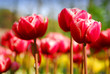 red tulips in keukenhof holland