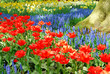 springflowers in keukenhof netherlands