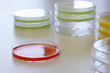 Red petri dish with others