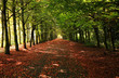 Lane of trees