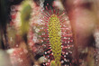 Photo: The Carnivorous Drosera Anglica The Carnivorous Drosera Anglica