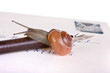 Slow letter
