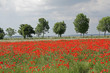Champ de coquelicot dans la Somme,Picardie Champ de coquelicot dans la Somme,Picardie