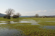 Wetland Near Planina