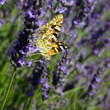 Papillon se nourissant